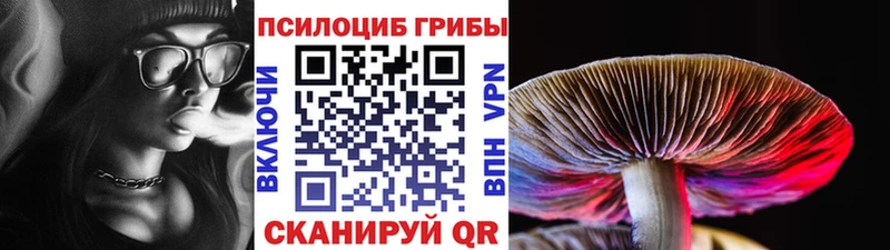 Псилоцибиновые грибы Psilocybe Владимир